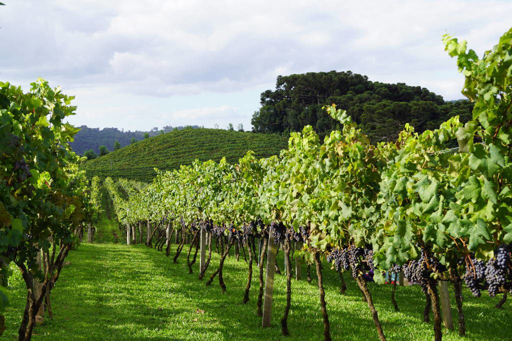 Vale-dos-Vinhedos-21-1024x682-1